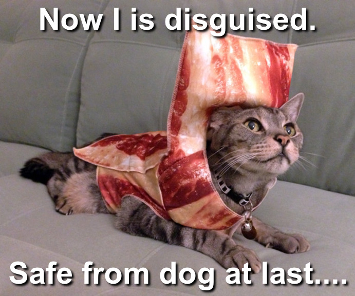 Bacon Cat - (Meme)